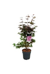 Klon Acer Atropurpureum