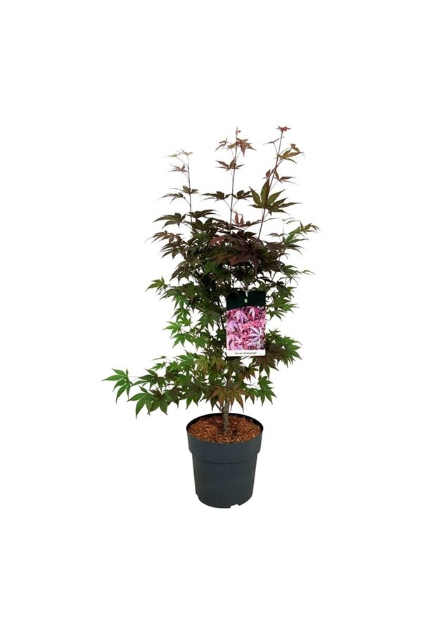 Klon Acer Atropurpureum