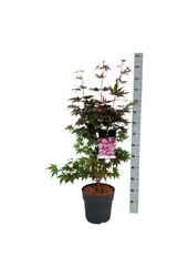 Klon Acer Atropurpureum