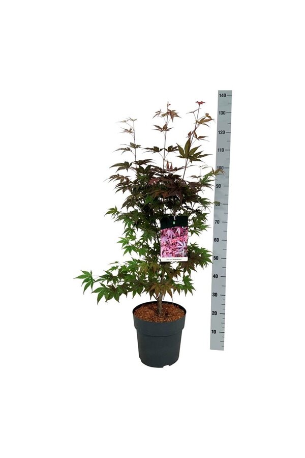 Klon Acer Atropurpureum