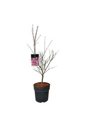 Klon Acer Atropurpureum