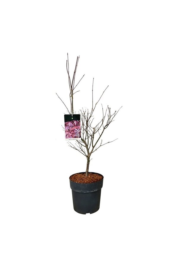 Klon Acer Atropurpureum