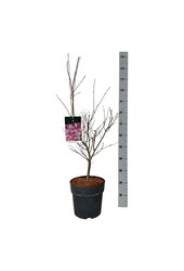 Klon Acer Atropurpureum
