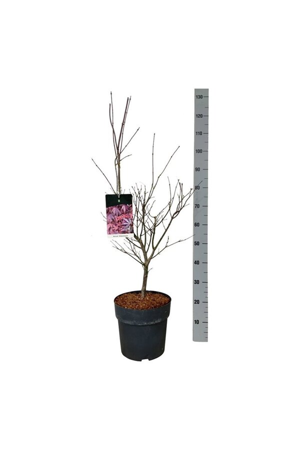 Klon Acer Atropurpureum
