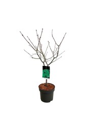 Klon Acer japonicum Aconitifolium
