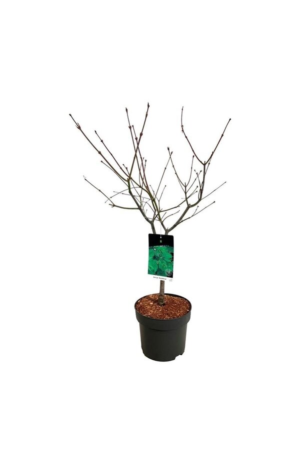 Klon Acer japonicum Aconitifolium