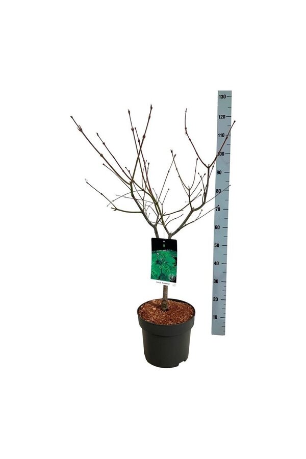 Klon Acer japonicum Aconitifolium