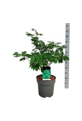 Klon Acer japonicum Aconitifolium