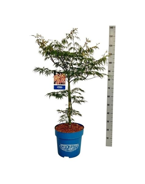 Acer