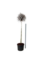 Brzoza Betula Magical Globe