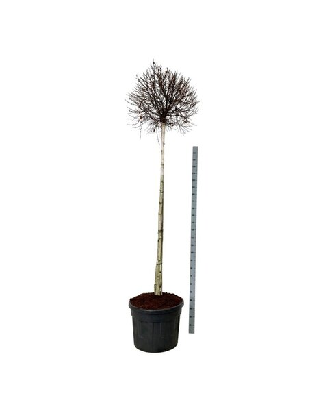 Betula