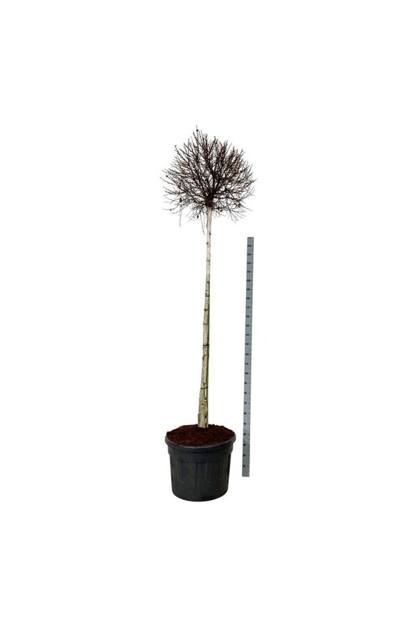 Brzoza Betula Magical Globe