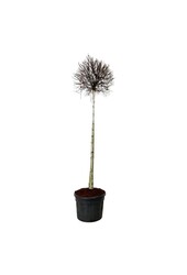 Brzoza Betula Magical Globe