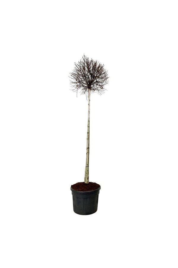 Brzoza Betula Magical Globe