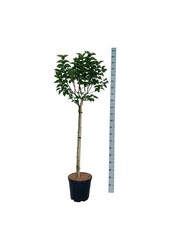 Lilak Syringa Katherine Havemeyer