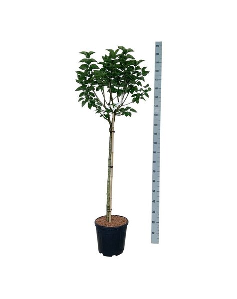 Syringa