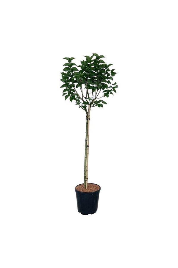 Lilak Syringa Katherine Havemeyer