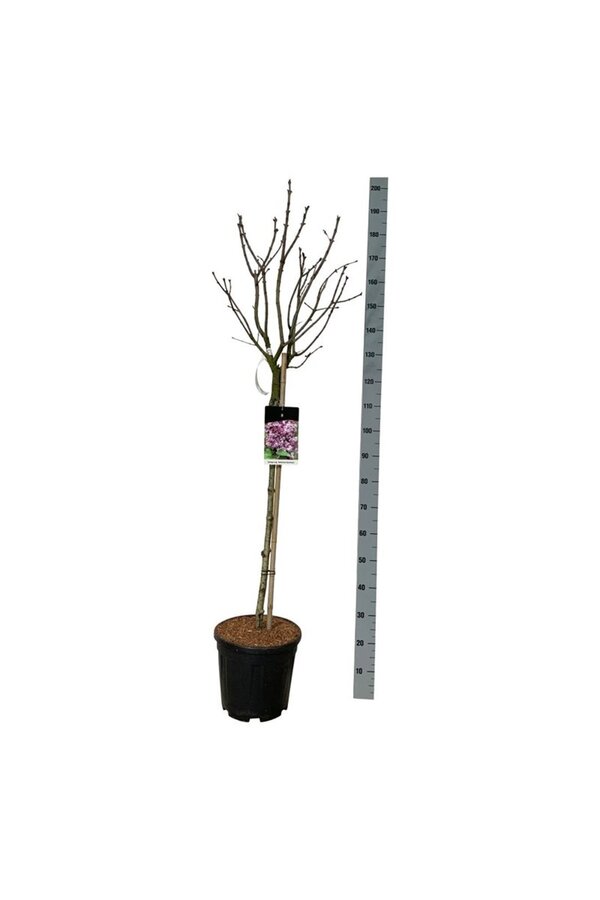 Lilak Syringa Katherine Havemeyer