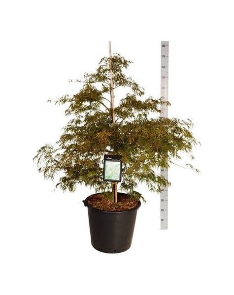 Acer