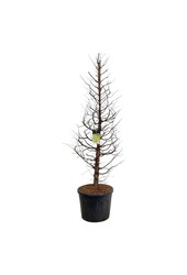 Metasequoia Amber Glow PBR