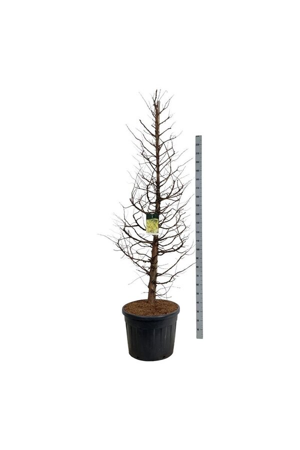 Metasequoia Amber Glow PBR