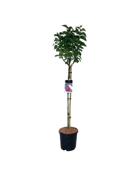 Syringa