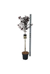 Wawrzyn portugalski Prunus cerasifera Nigra