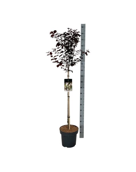 Prunus