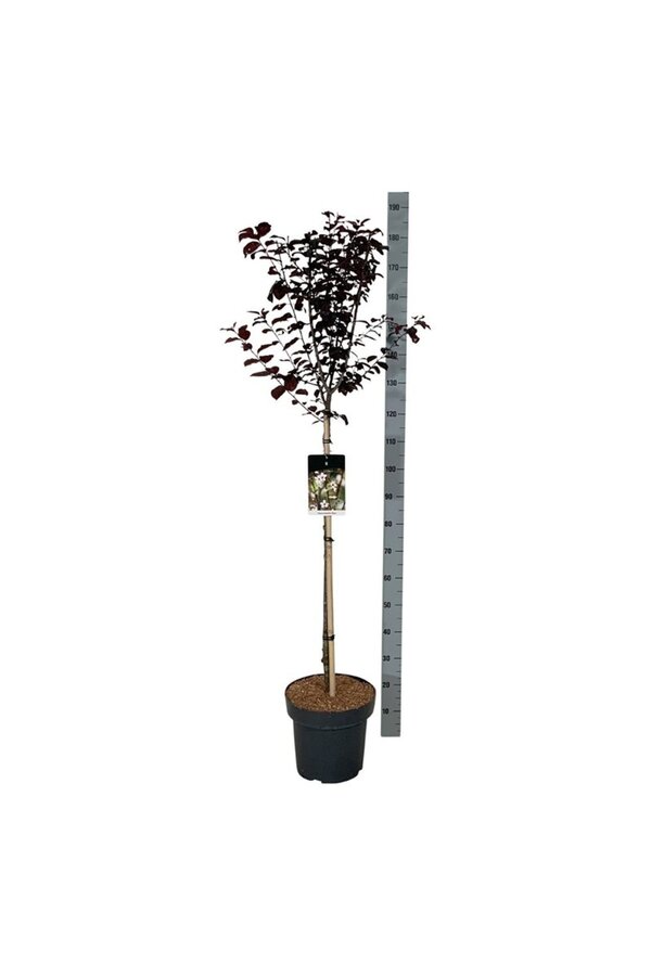 Wawrzyn portugalski Prunus cerasifera Nigra