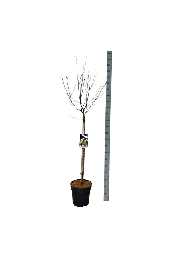 Wawrzyn portugalski Prunus cerasifera Nigra