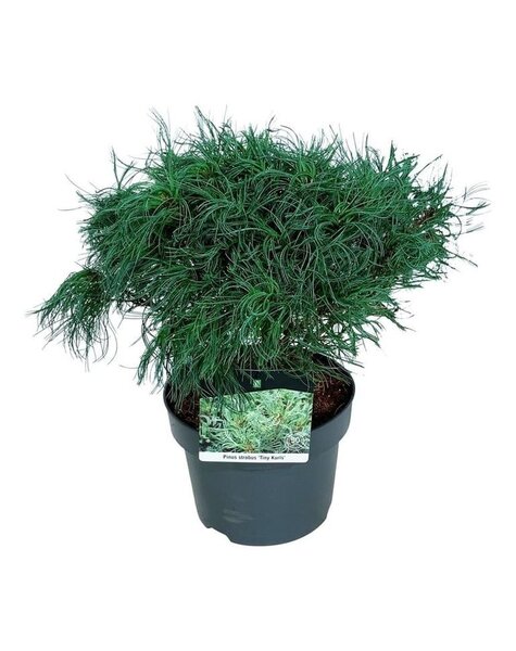 Pinus