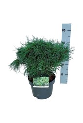 Sosna Pinus strobus Tiny Kurls