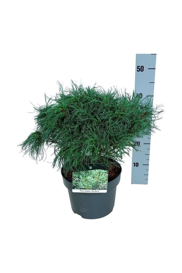 Sosna Pinus strobus Tiny Kurls