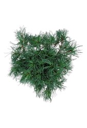 Sosna Pinus strobus Tiny Kurls