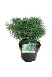 Sosna Pinus Blue Pearl ®