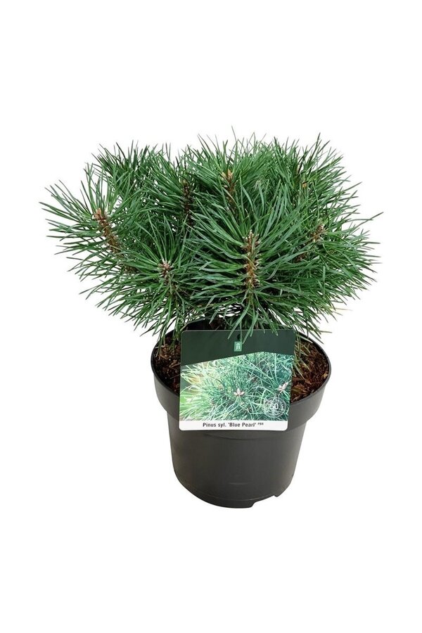 Sosna Pinus Blue Pearl ®