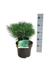 Sosna Pinus Blue Pearl ®
