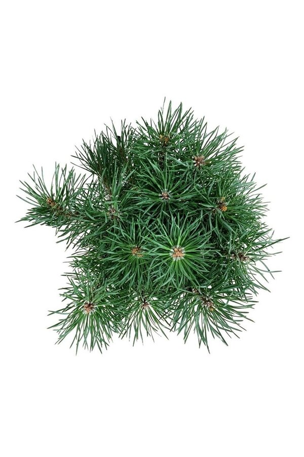 Sosna Pinus Blue Pearl ®