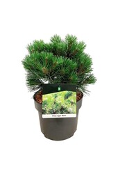 Sosna Pinus nigra Nana