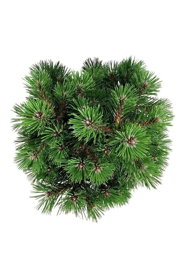 Sosna Pinus nigra Nana