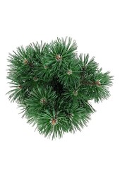 Sosna Pinus mugo Columnaris