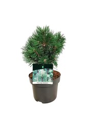 Sosna Pinus mugo Columnaris