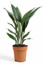 Aspidistra Elatior Variagata P17