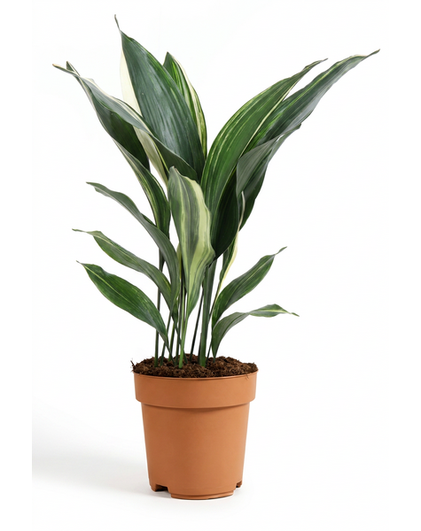 Aspidistra Elatior Variagata P17