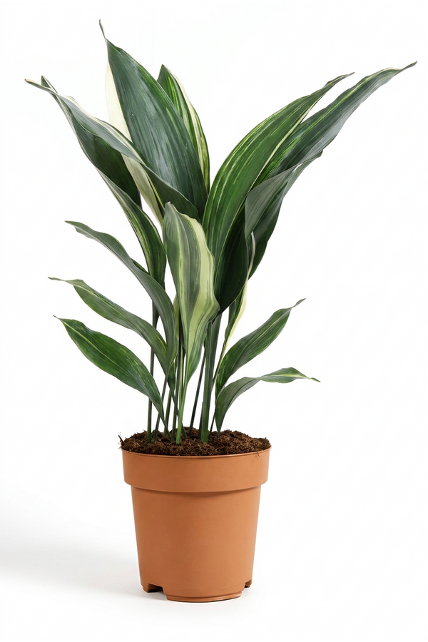 Aspidistra Elatior Variagata P17