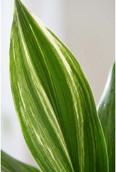 Aspidistra Elatior Variagata P17