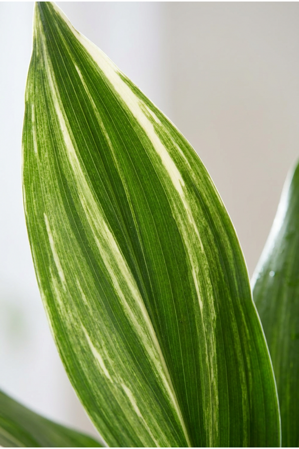 Aspidistra Elatior Variagata P17