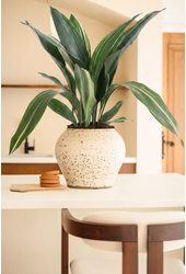 Aspidistra Elatior Variagata P17