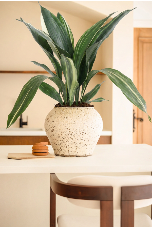 Aspidistra Elatior Variagata P17