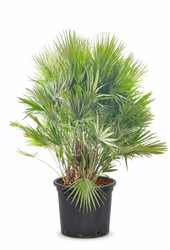 Chamaerops humilis